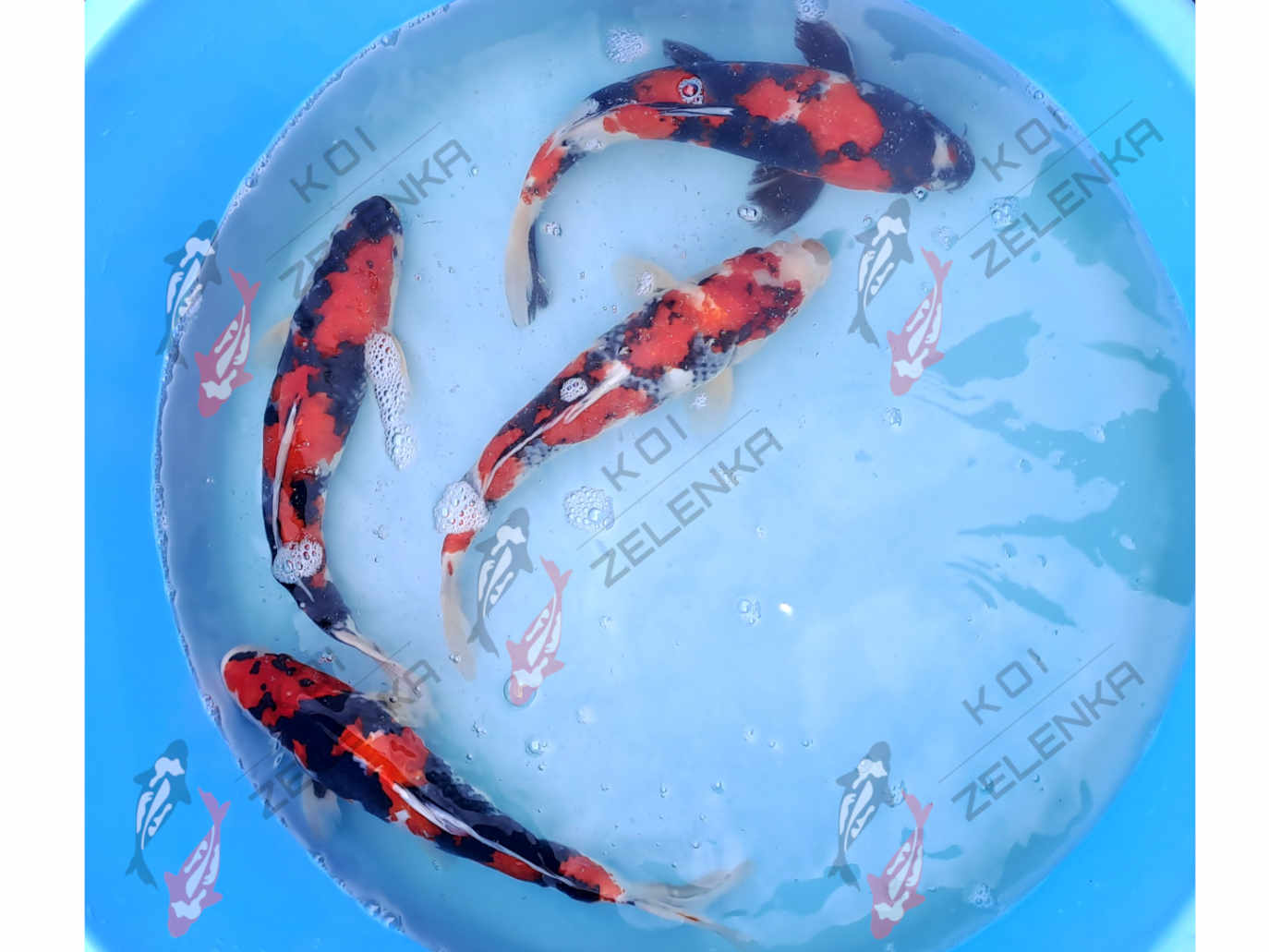 Koi - Marusei showa